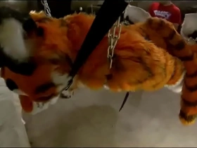 Bound furry penetrated but not allowed to cum